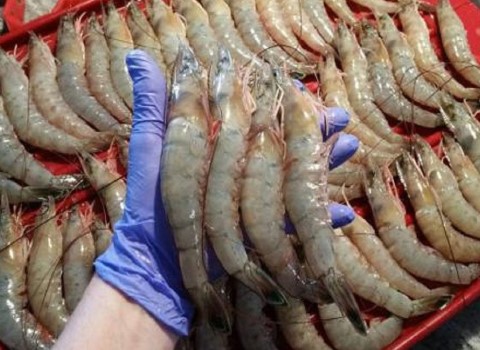 تصویر 4 از خرید و قیمت میگو پرورشی بوشهر + فروش صادراتی